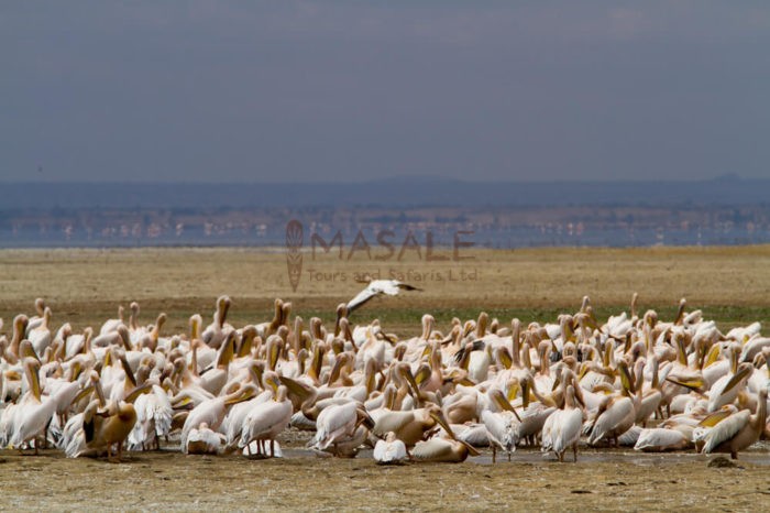 Lake Manyara and Ngorongoro Crater or Karatu