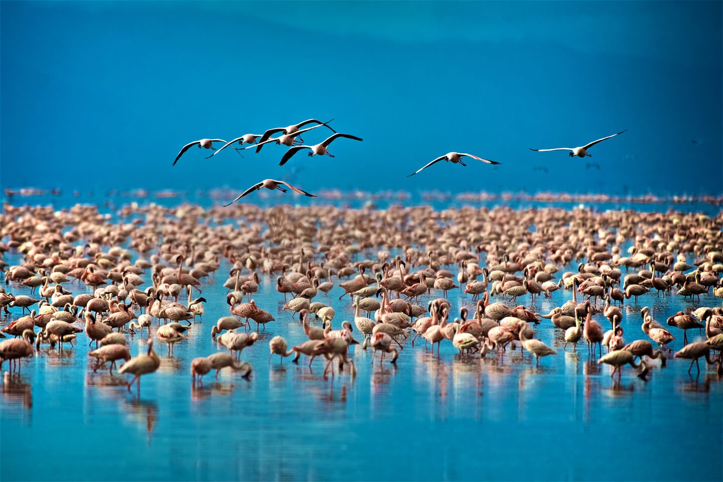 Lake Manyara Flamingos