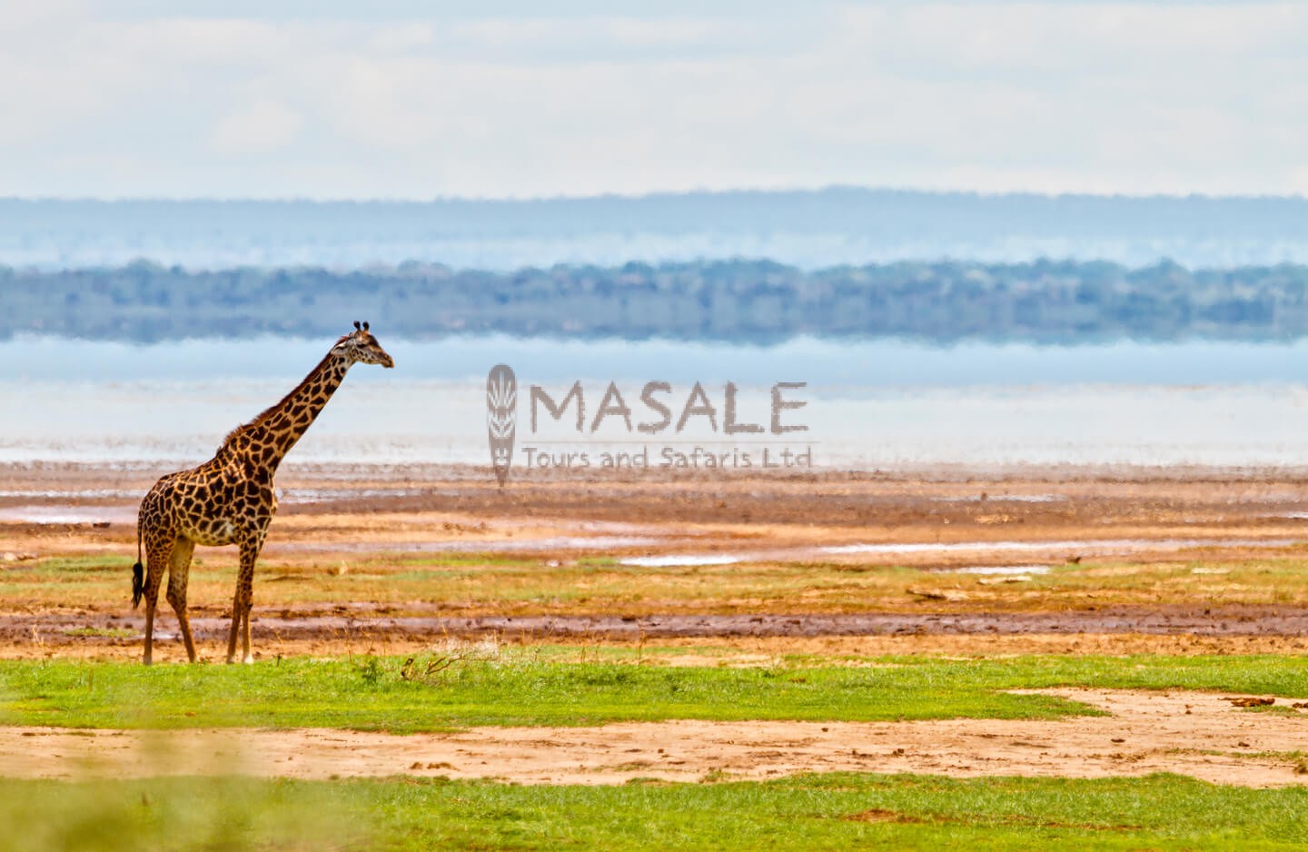 Serengeti - Tanzania's Ungulates Park