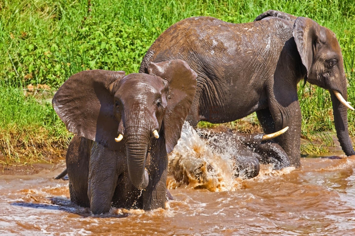 Tarangire Elephants