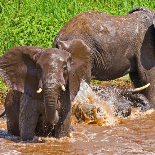 Tarangire Elephants