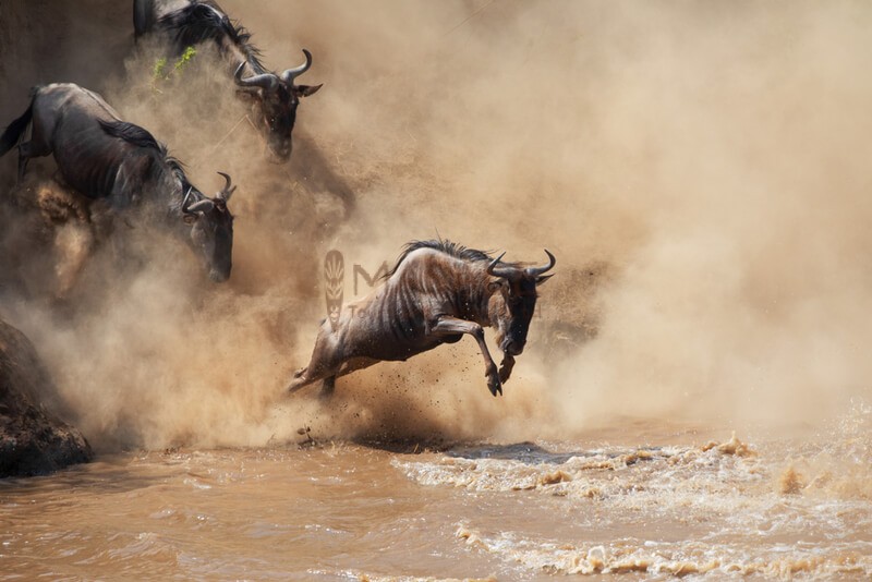 Wildebeest Crossing