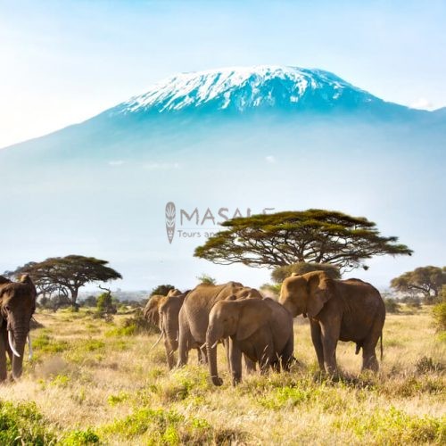 Mt Kilimanjaro