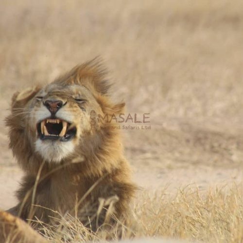 Adult Male Lion Roaring