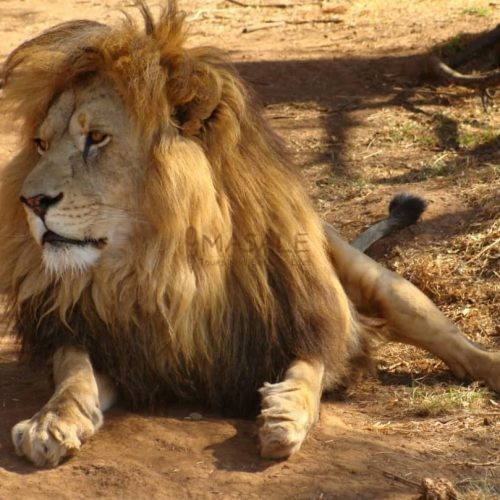 Adult Male Lion under a shed