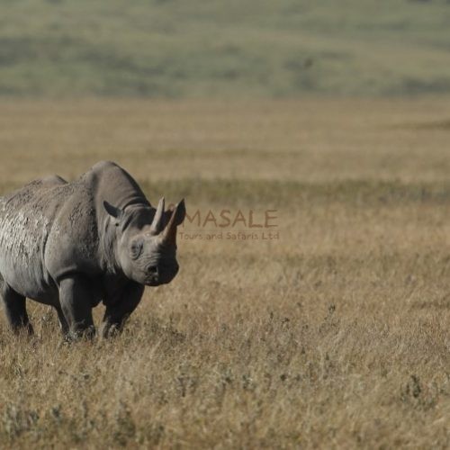 Black Rhino Ngorongoro Crater (Gallery)