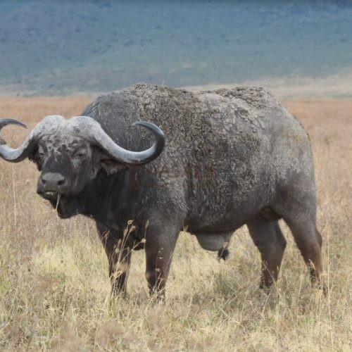 Buffalo Ngorongoro (Gallery)