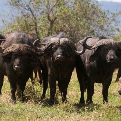 Buffalos at Ngorongoro grazing