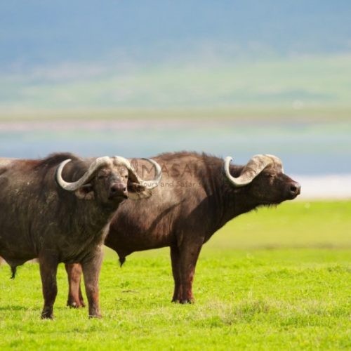 Buffalos in Ngorongoro conservation area, Tanzania (Gallery)