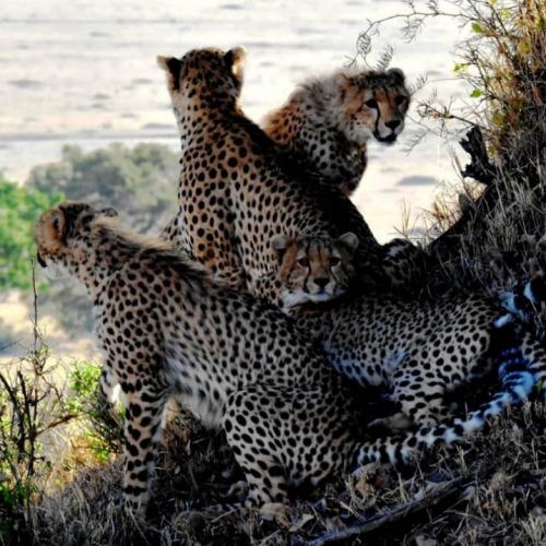 Cheetah family under a shed