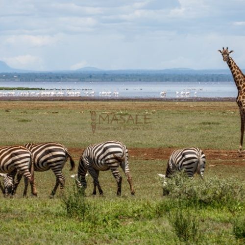 Classic Scene Lake Manyara National Park (Gallery)