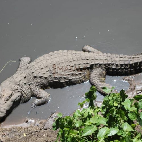 Crocodile at Grumeti river in west Serengeti