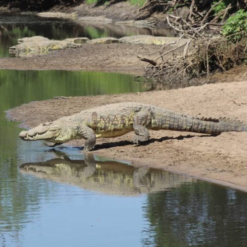 Crocodile on land at Grumeti river in west Serengeti