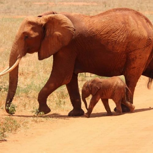 Elephant and Calf at Tarangire crossing the road