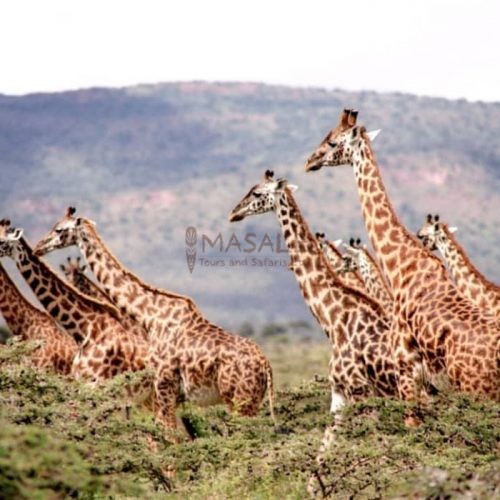 Family of Giraffes Tarangire Tanzania