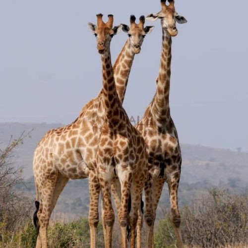 Giraffes at Serengeti