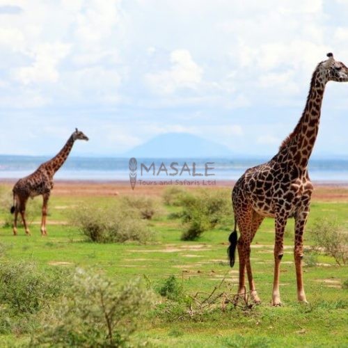 Giraffes in Lake Manyara national park Tanzania (Gallery)