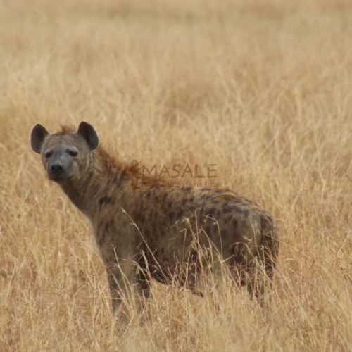 Hyena