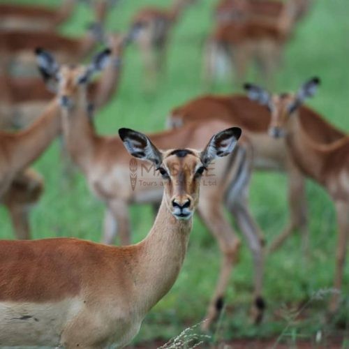 Impala Tarangire Tanzania