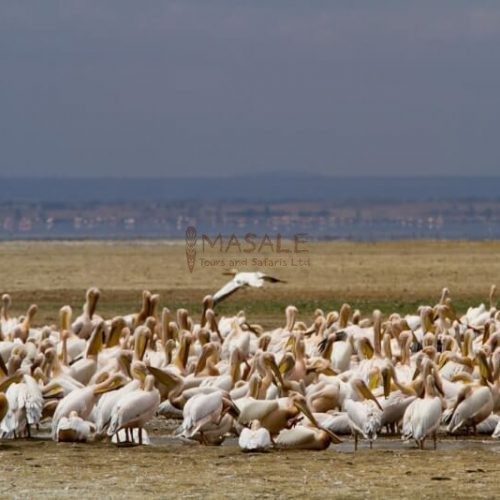 Lake Manyara Bird Watching (Gallery)