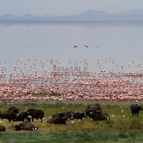 Lake Manyara Flamingo (Gallery)