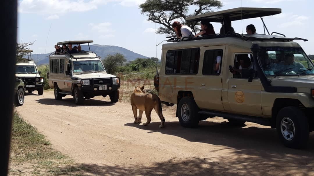 Lion taking a shade next to car