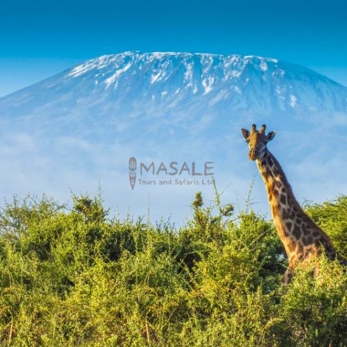 Mt Kilimanjaro Giraffe (Gallery)