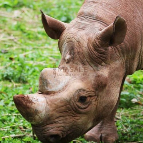 Rhino Ngorongoro Crater Tanzania