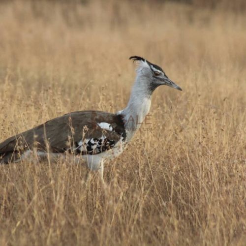 Serengeti Birds