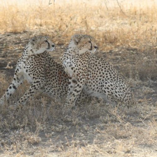 Serengeti Cheetah 1 (Gallery)