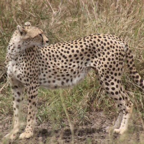 Serengeti Cheetah 2 (Gallery)