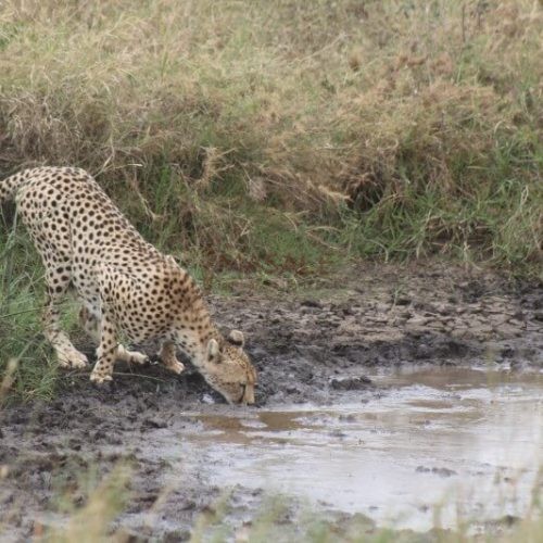 Serengeti Cheetah 3 (Gallery)