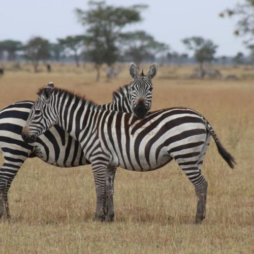 Serengeti Two Zebra Standing Still