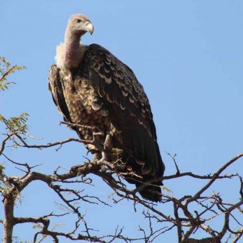 Serengeti Vulture High up the Tree