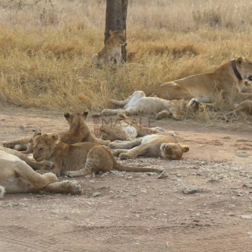 Sleeping Big 5 Lions