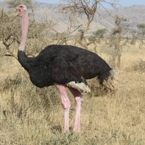 Tarangire Ostrich