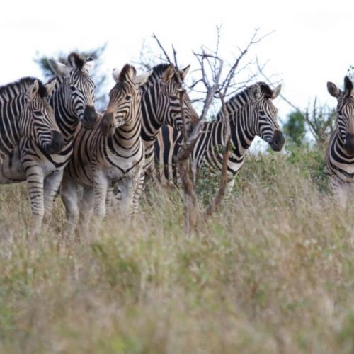 Tarangire Zebra