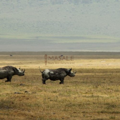 Two Rhinos Crossing Plains Ngorongoro Crater (Gallery)