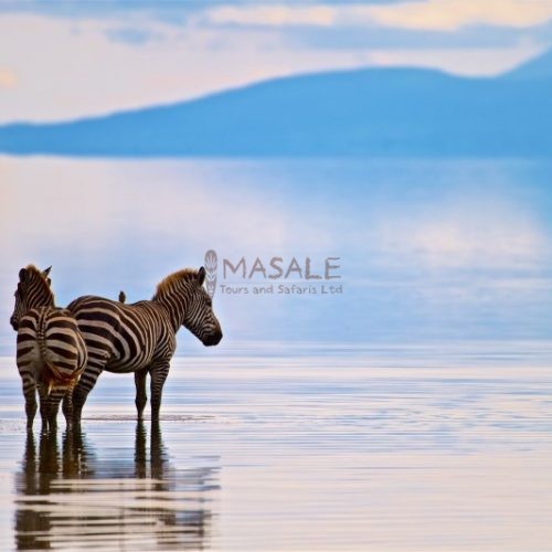 Two Zebras Lake Manyara (Gallery)