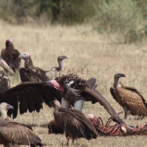 Vultures on a Carcass