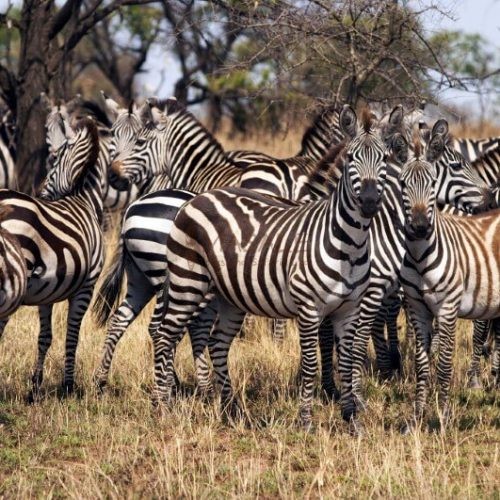 Zebra herd Tarangire (Gallery)