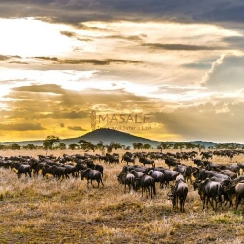 wildebeest-serengeti grazing